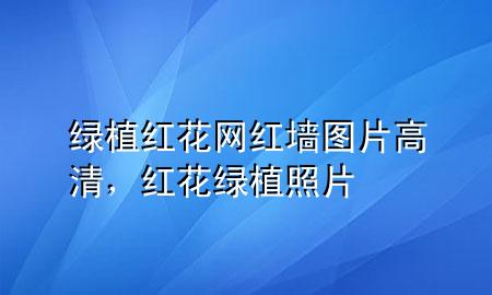 绿植红花网红墙图片高清，红花绿植照片