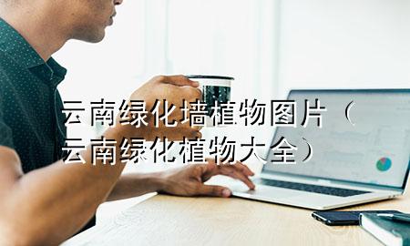 云南绿化墙植物图片（云南绿化植物大全）