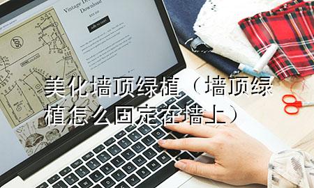 美化墙顶绿植（墙顶绿植怎么固定在墙上）