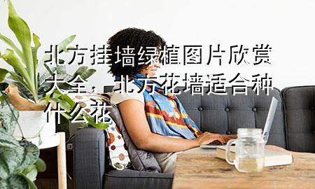 北方挂墙绿植图片欣赏大全，北方花墙适合种什么花