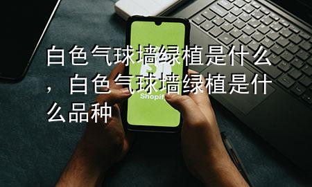 白色气球墙绿植是什么，白色气球墙绿植是什么品种